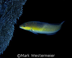 Just a pretty face - Image taken in Key Largo with a Niko... by Mark Westermeier 